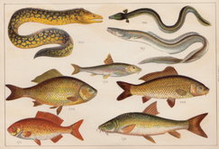 Eel Carp Barbel Gudgeon