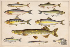 Pike Anchovy Herring Pilchard Sprat