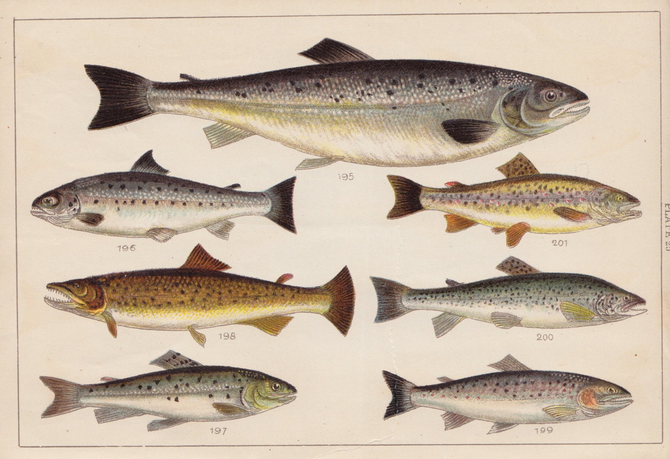 Salmon Trout 