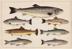 Salmon Trout 