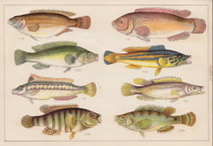 Wrasse