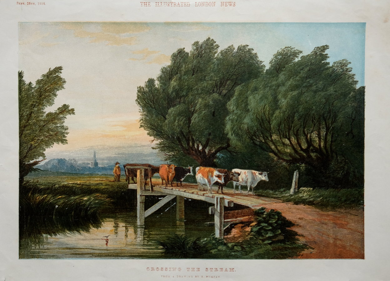 Cows Crossing The Stream