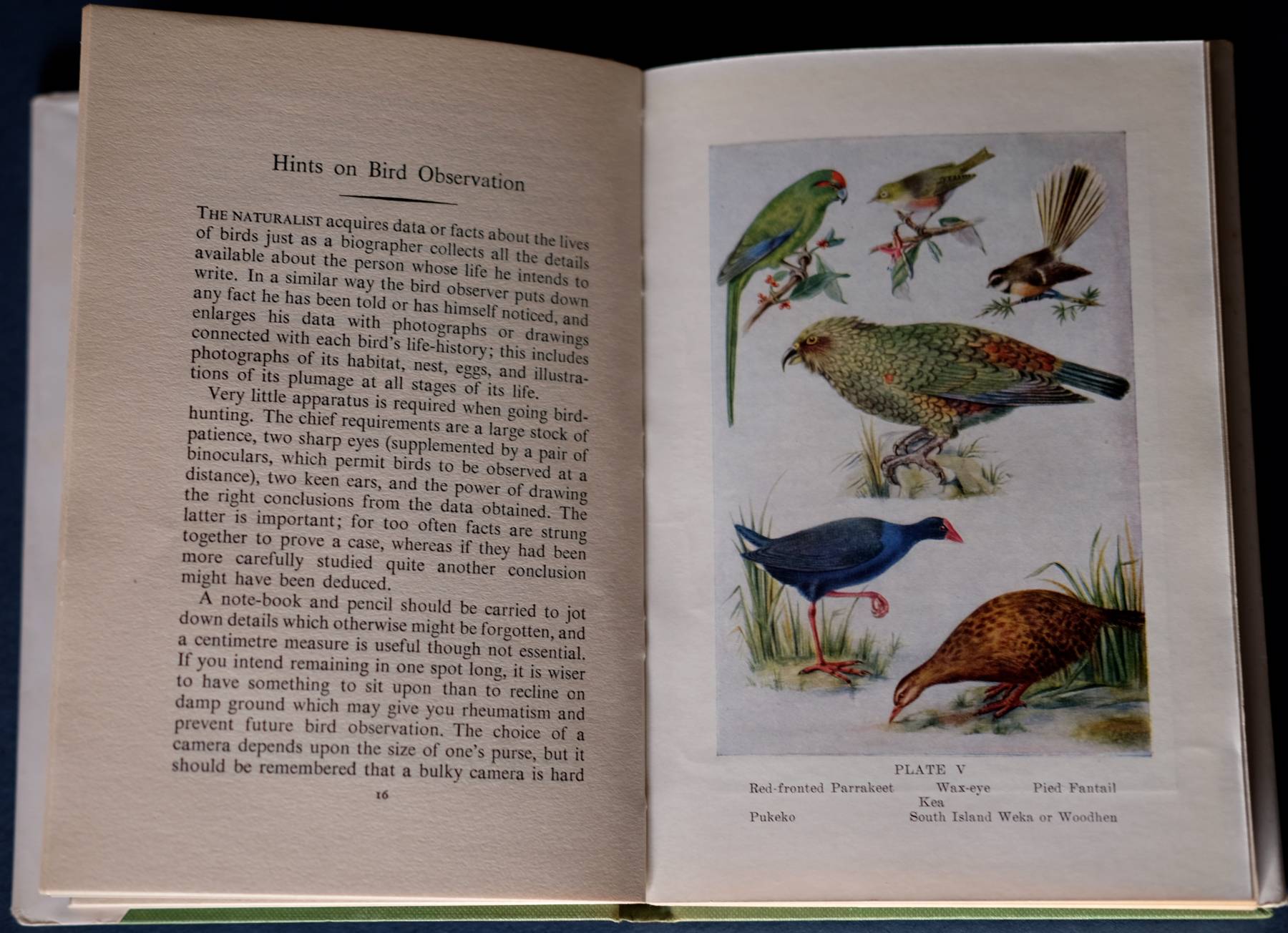 New Zealand Birds and How to Identify Them