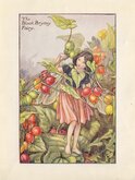 Black Bryony Fairy