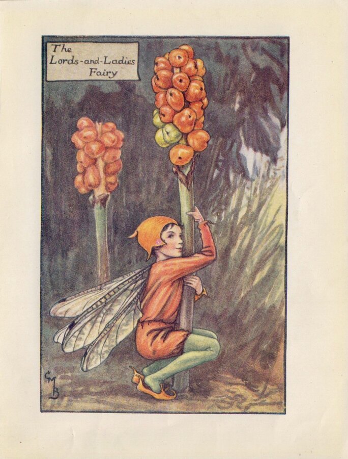 Lords-and-Ladies Fairy