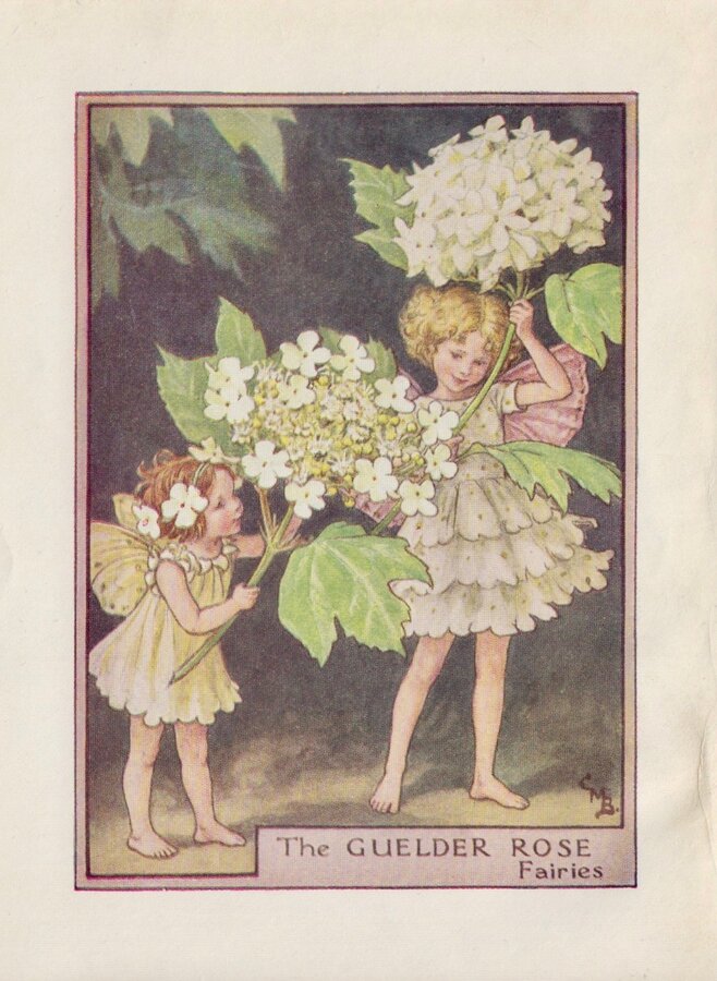 Guelder Rose Fairy