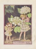 Guelder Rose Fairy