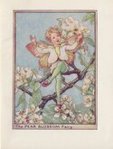 Pear Blossom Fairy