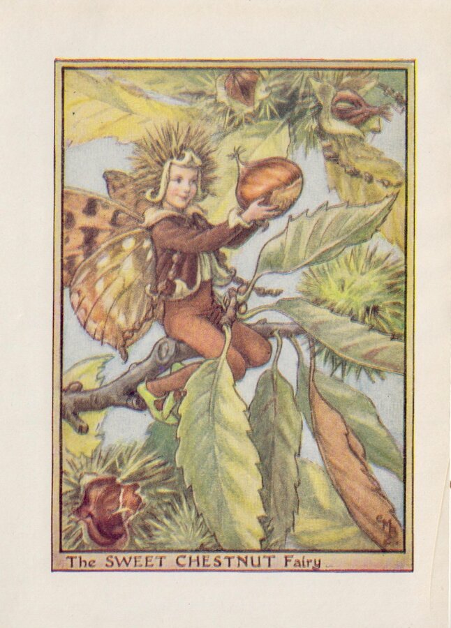 Sweet Chestnut Fairy