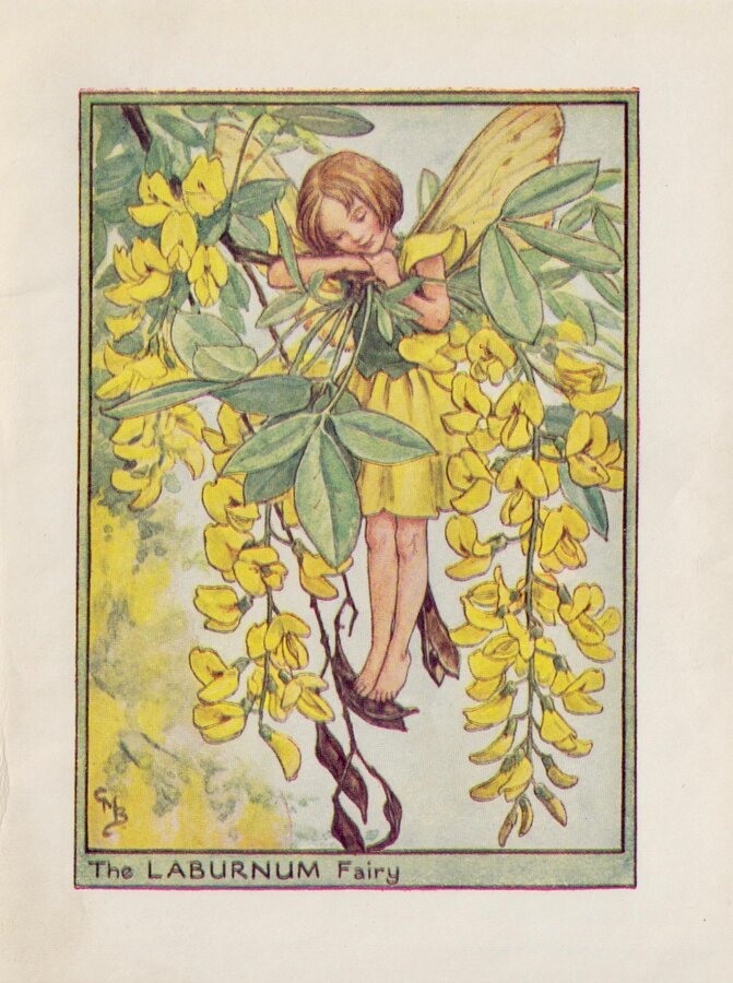 Laburnum Fairy