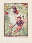 Mulberry Fairy