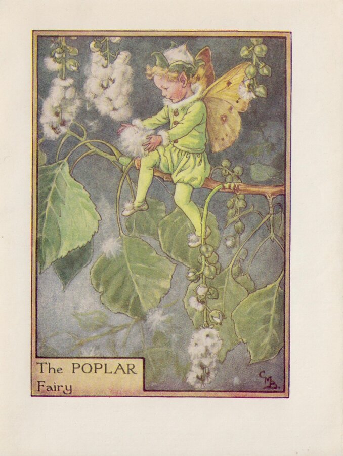 Poplar Flower Fairy