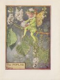 Poplar Flower Fairy