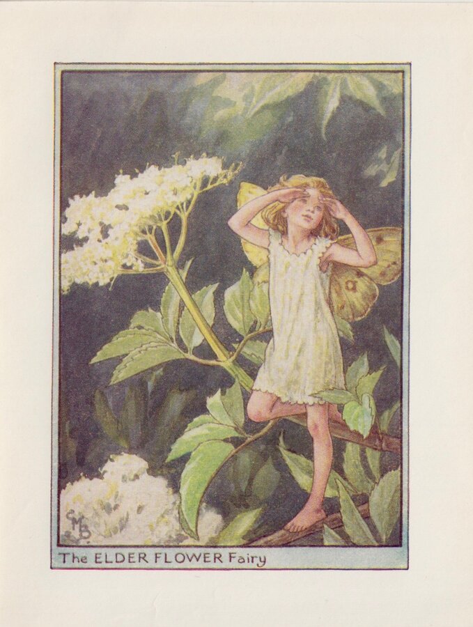 Elderflower Fairy