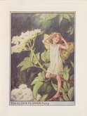 Elderflower Fairy