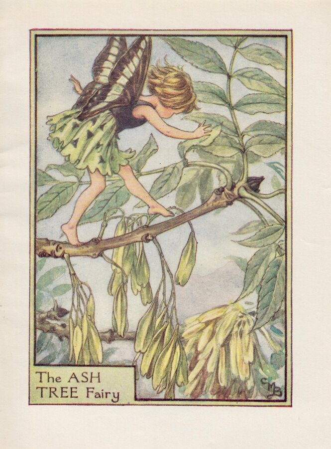 Ash Tree Fairy