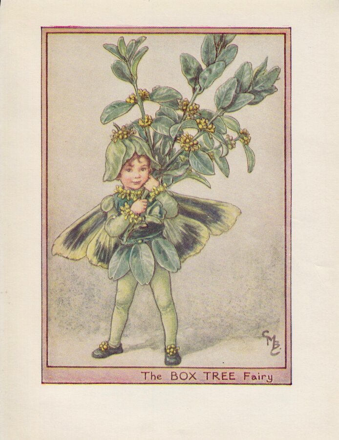 Box Tree Fairy