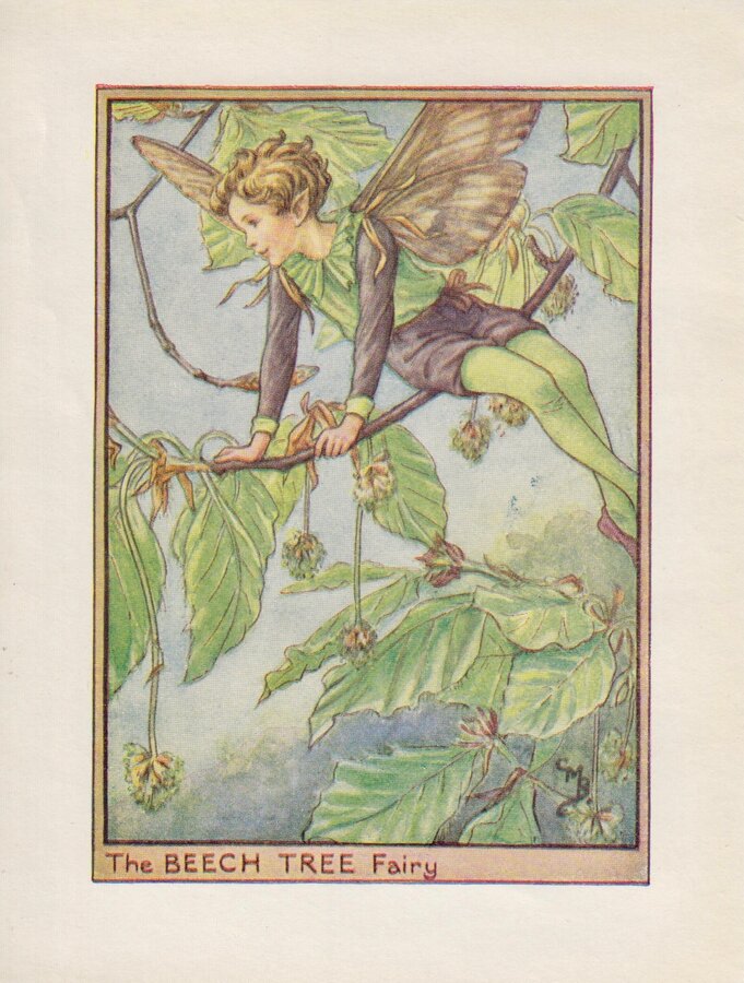 Beech Tree Fairy