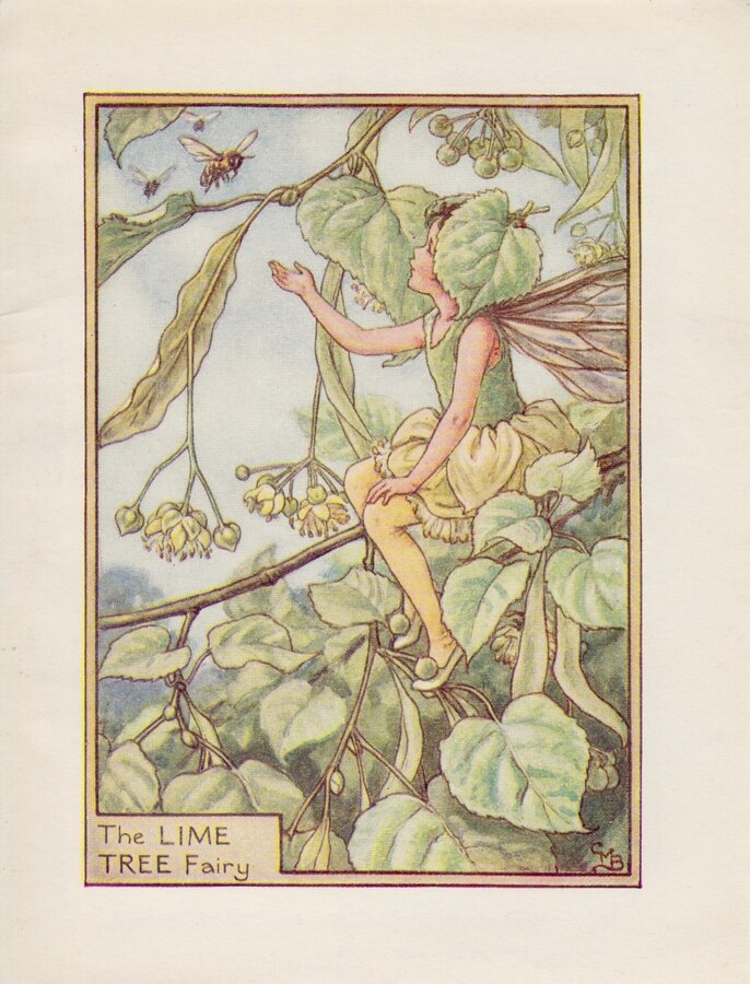 Lime Tree Fairy