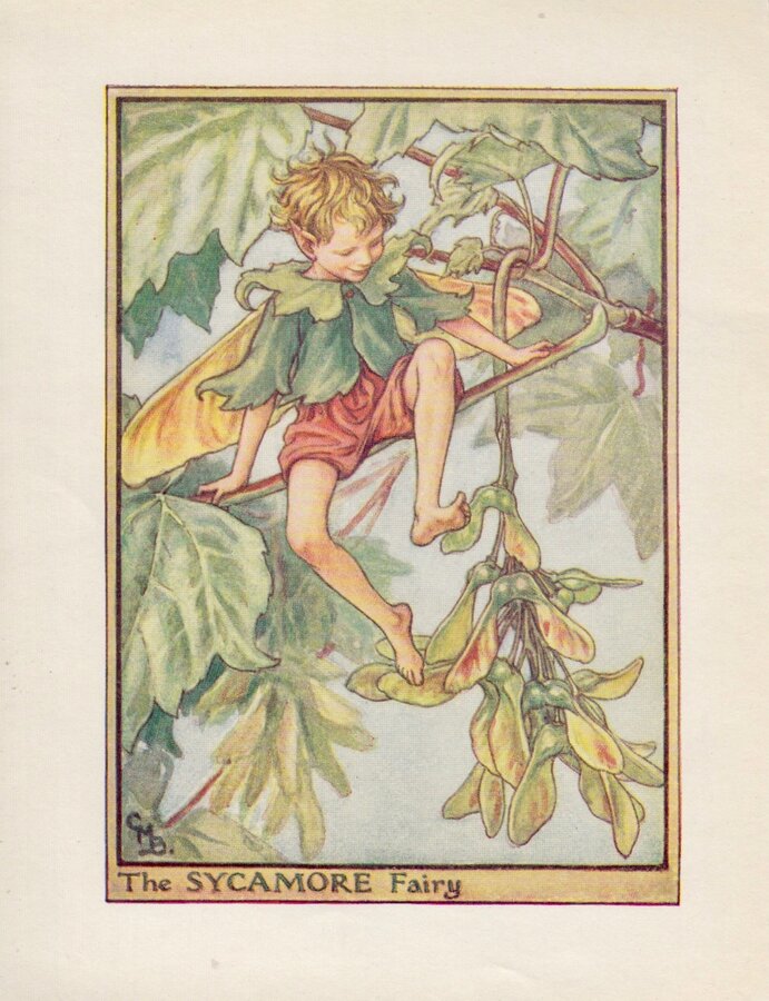 Sycamore Fairy