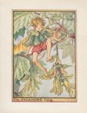 Sycamore Fairy