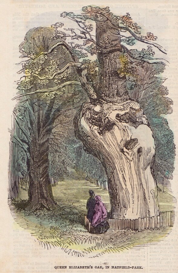 Queen Elizabeth's Oak