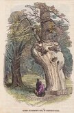 Queen Elizabeth's Oak