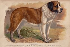 St. Bernard.