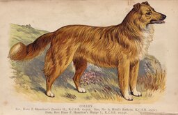 Collie