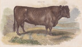 Galloway Bull