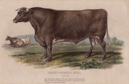 Short Horned Bull