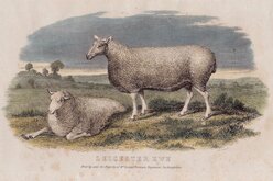 Leicester Sheep