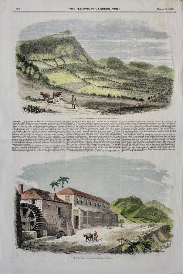 Grenada Cocoa Plantation