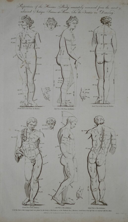 Human Body