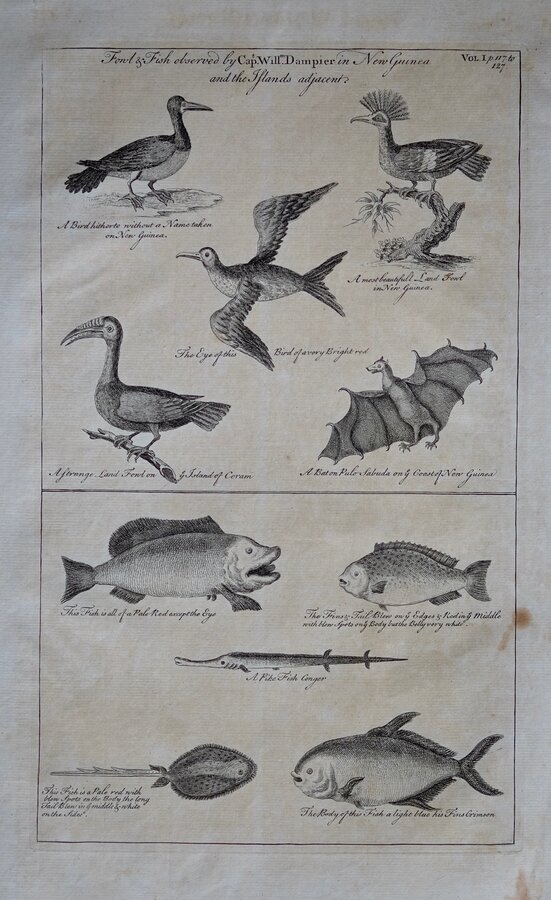 New Guinea Fowl and Fish