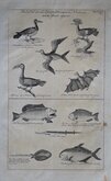 New Guinea Fowl and Fish