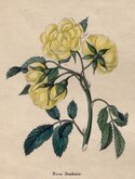 Lady Bank's Yellow Rose