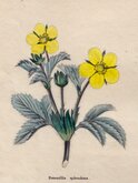 Splendid Cinquefoil