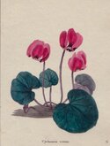 Broad-Leaved Cyclamen