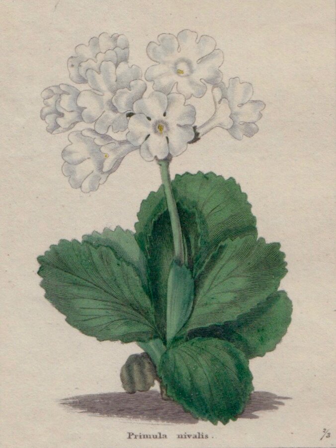 White Villous Auricula