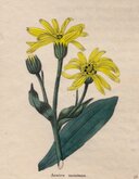 Mountain Arnica