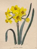 Polyanthus Narcissus