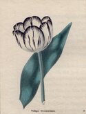 Common Tulip
