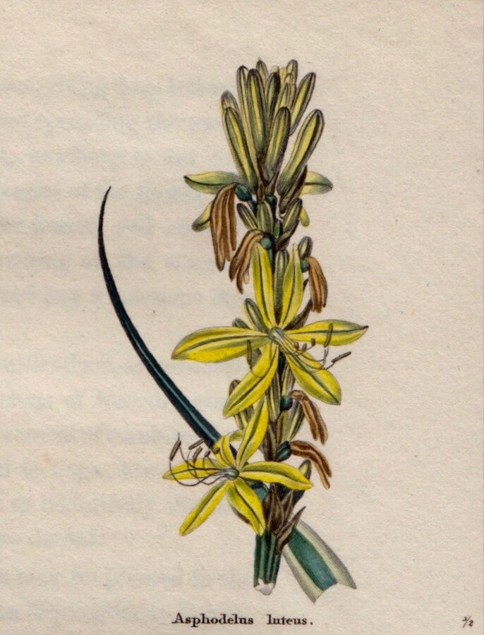 Yellow Kings Spear