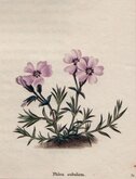 Awl Leaved Phlox