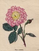 The Oeillet Rose