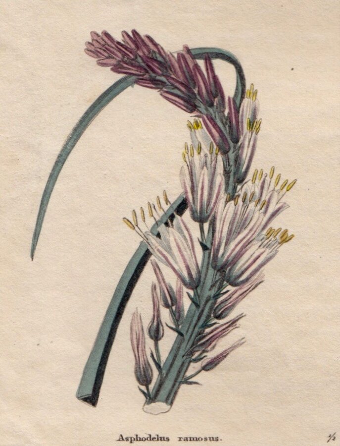 Branched Kingspear