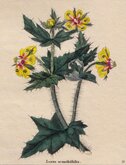 Acanthus Leaved Loasa