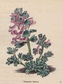 Hallers Fumitory