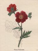 Chile Geum